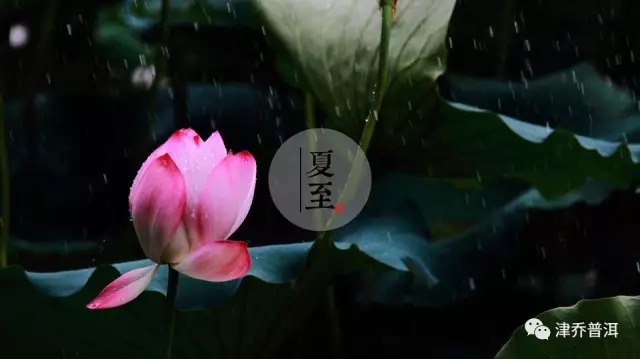 【茶文】夏至 | 在天长日久里，生如夏花般灿烂