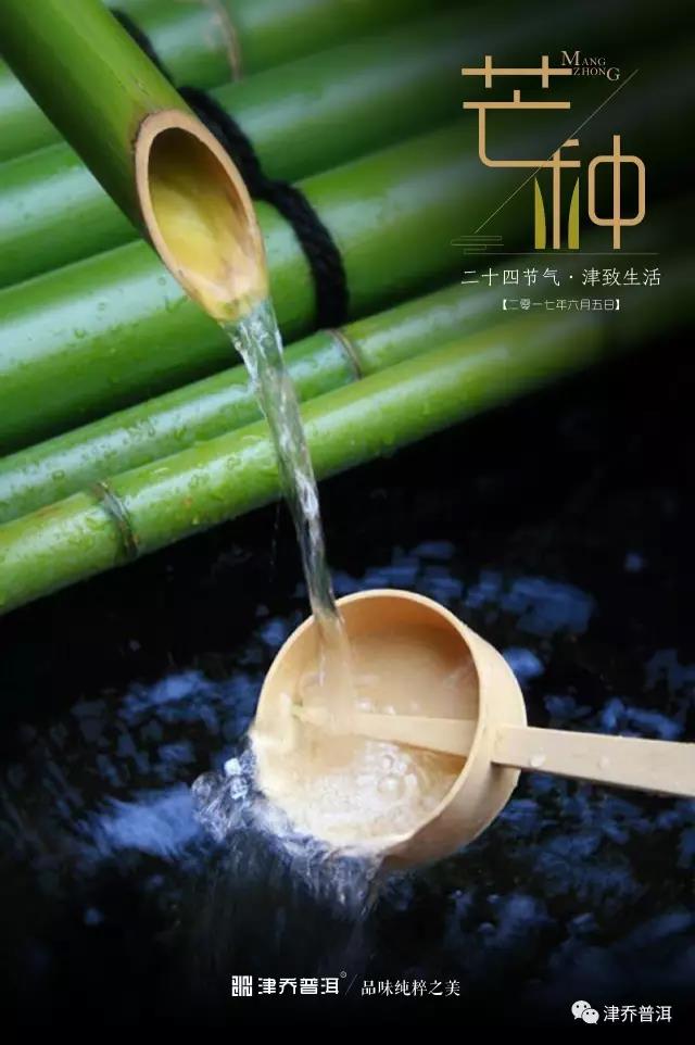 【茶文】芒种 | 青梅煮酒时节，粒粒麦饭飘香