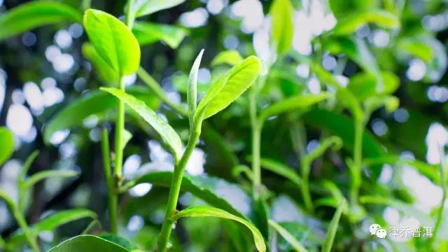 【茶百科】大叶种茶树只有云南才有吗？