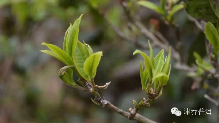 【津品解读】一张镌刻着香甜的普洱茶名片——冰岛·正寨