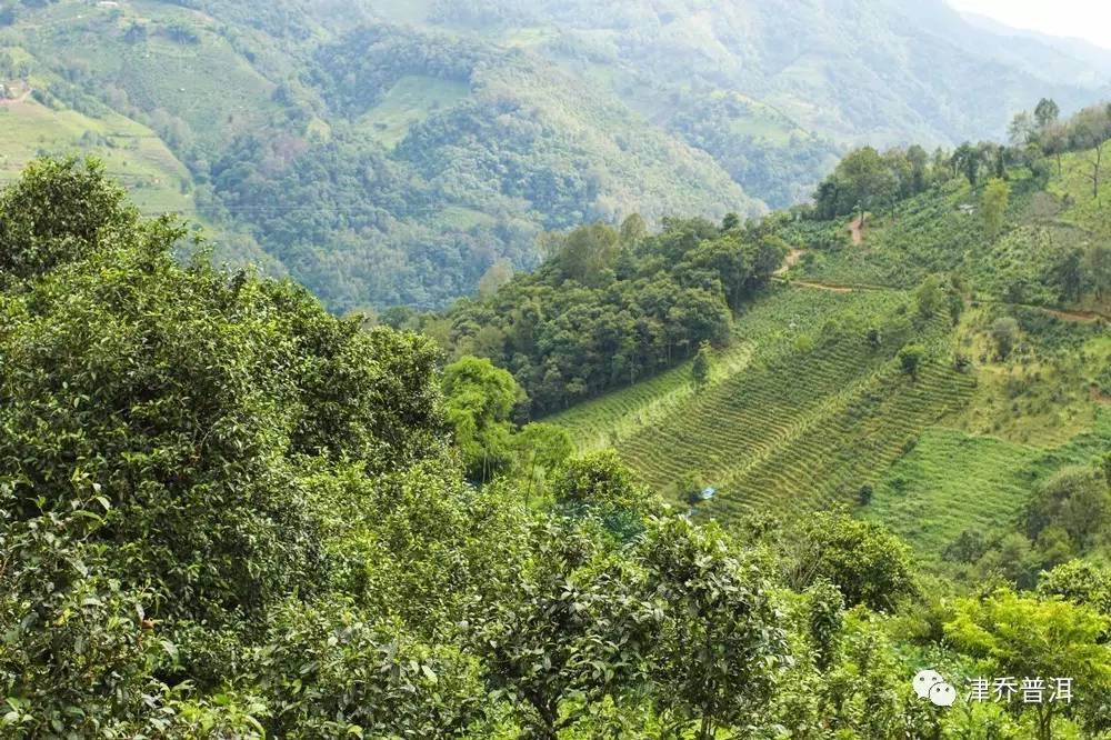 【茶百科】勐库茶区味觉版图（下）——认识西半山