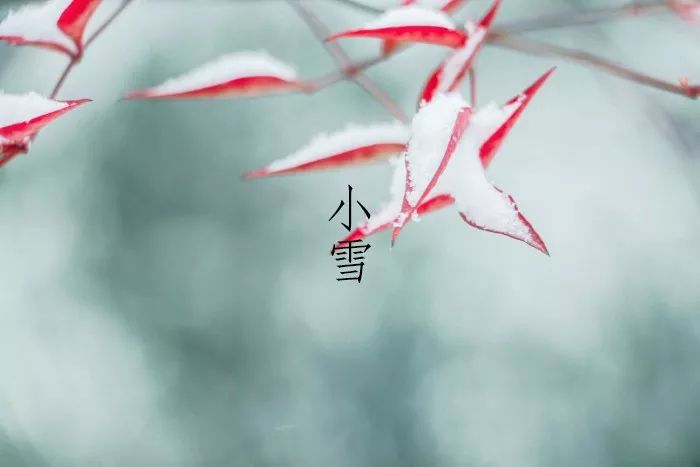 【茶文】小雪 | 花雪随风不厌看，围炉烹茶暖如常