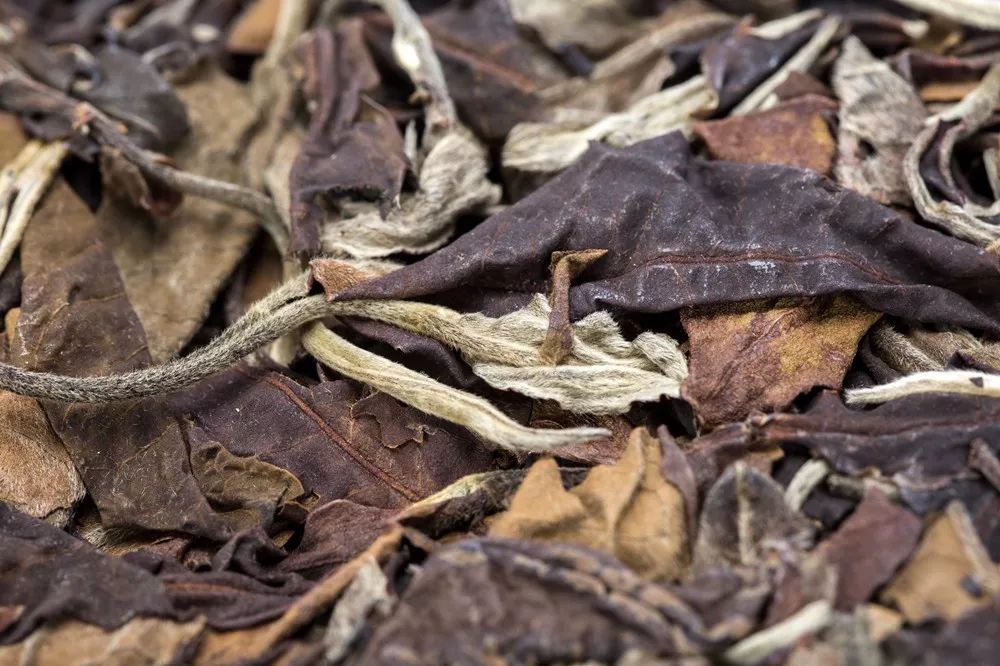 【视点】“最原本”的茶叶味道，“最复古”的云南大叶茶制法，这样的茶您喝过吗？