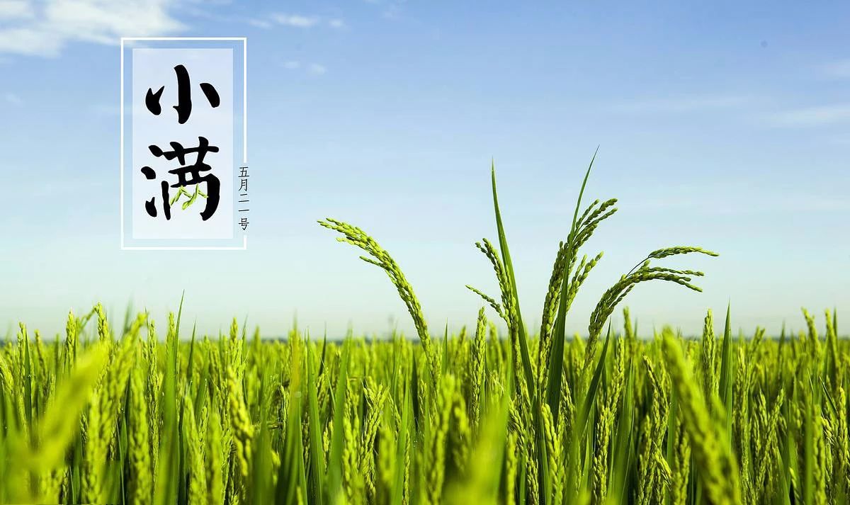 【茶文】小满 | 人生小得盈满，就是最好的状态