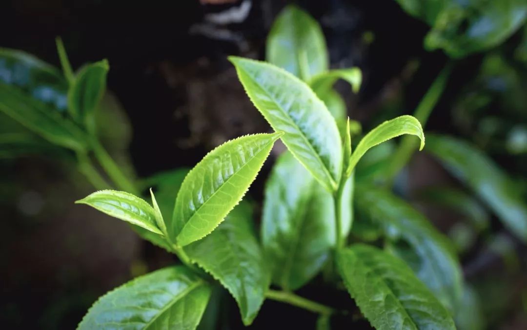 【茶百科】探究“云南大叶茶的正宗”——勐库大叶种的秘密