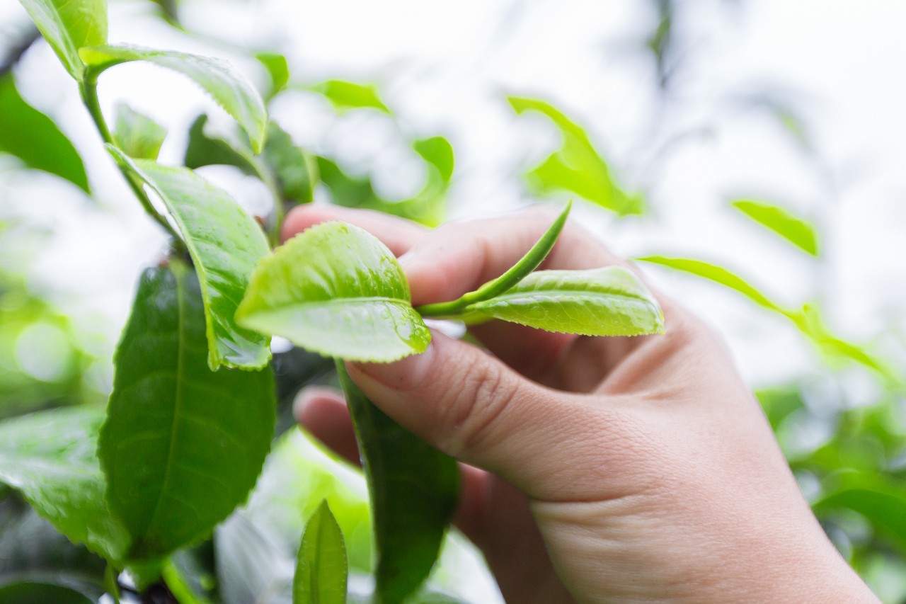 【津品茶话】品味香茗，感知春天，春茶究竟好在哪里？