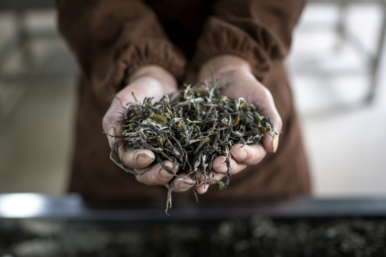 【津品茶话】茶和段子一样，都是有“梗”的。茶梗究竟是次品还是宝贝？