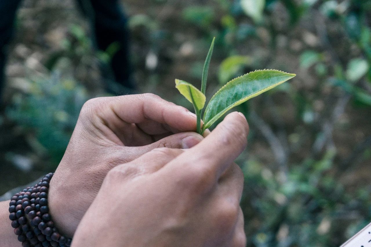 【茶百科】这10个因素，影响了普洱茶的品质