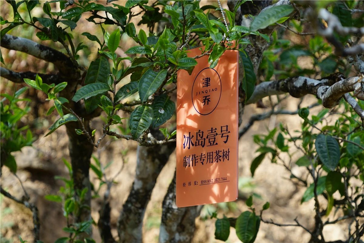 【视点】稳步上涨，高端茶到底贵在哪里？