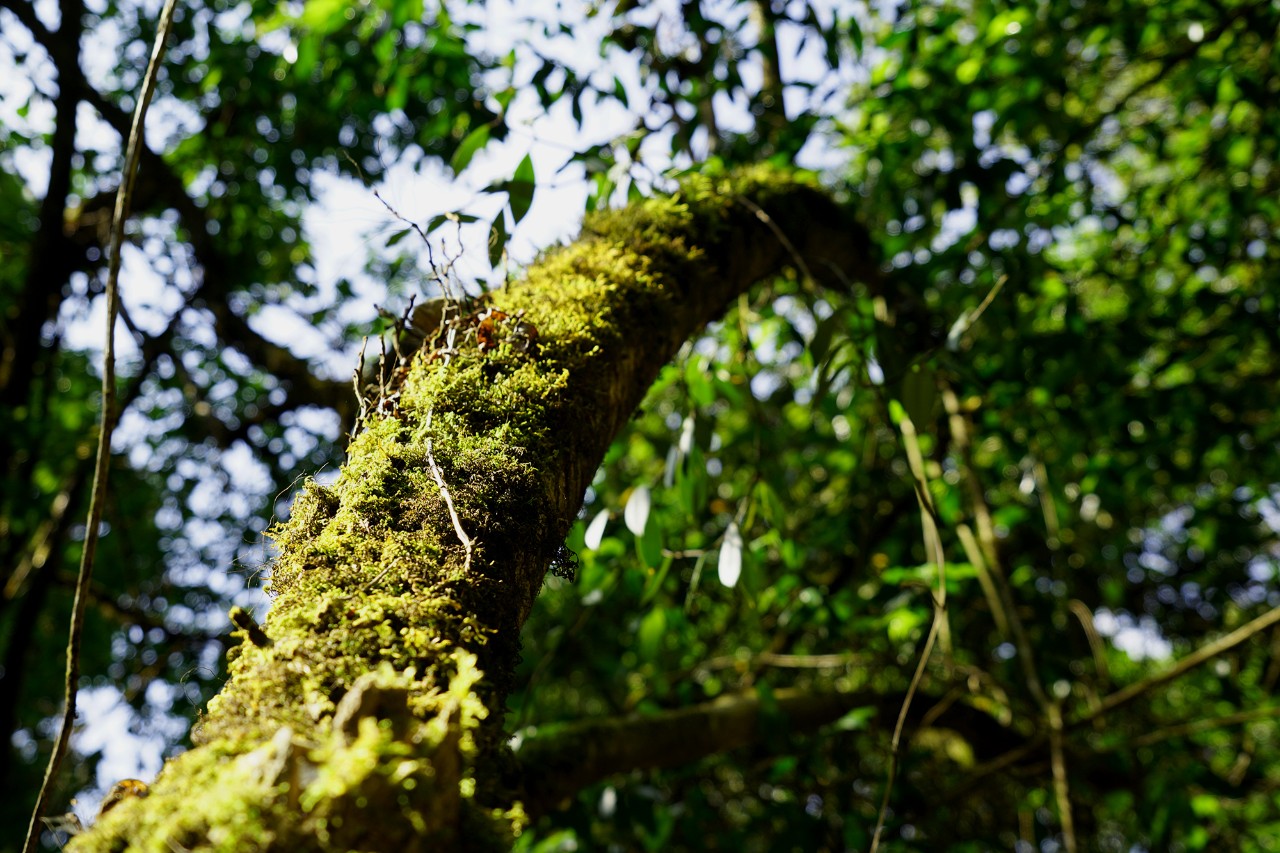 【茶百科】古树茶让人着迷的山野韵，从何而来？