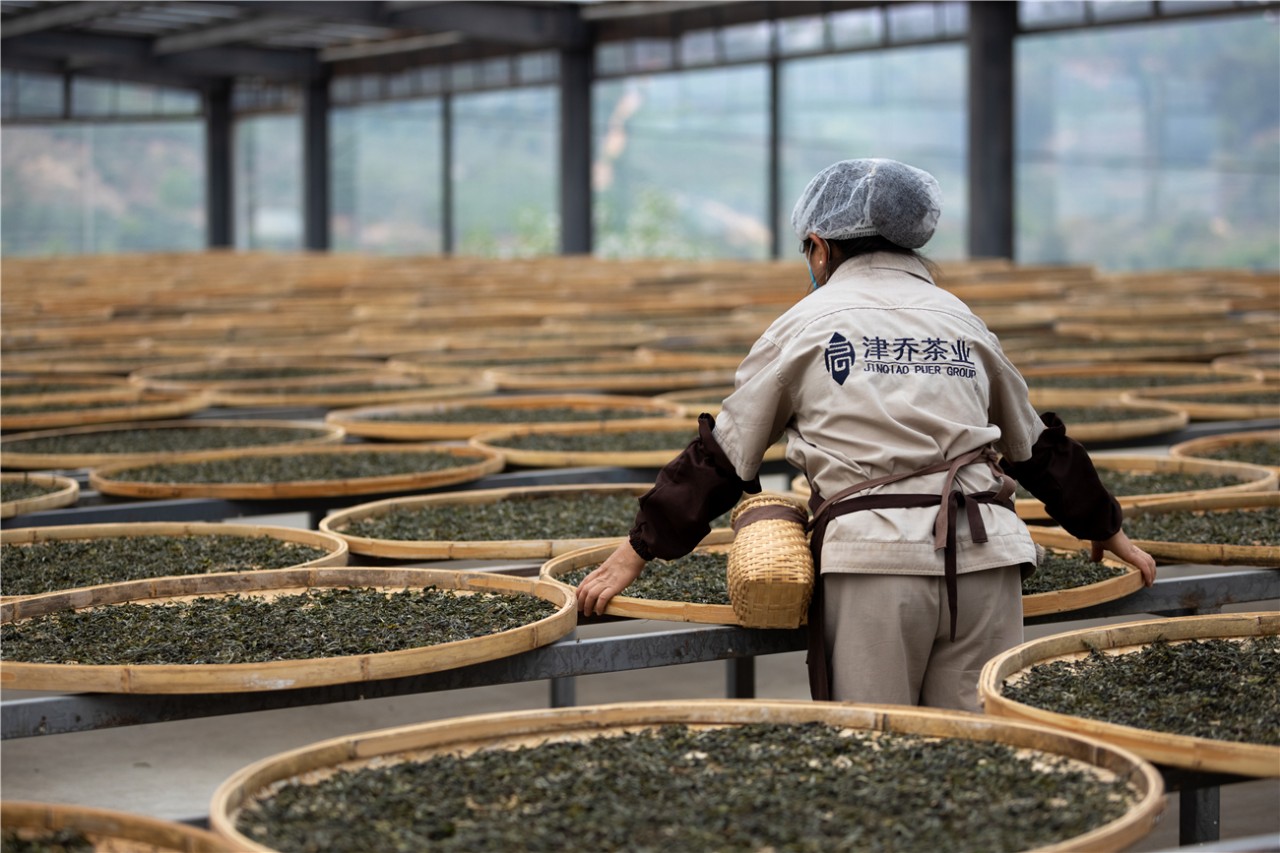 【闻着茶香去印江•看印江茶园】片片小茶叶，成为群众增收致富的“黄金叶” - 印江网