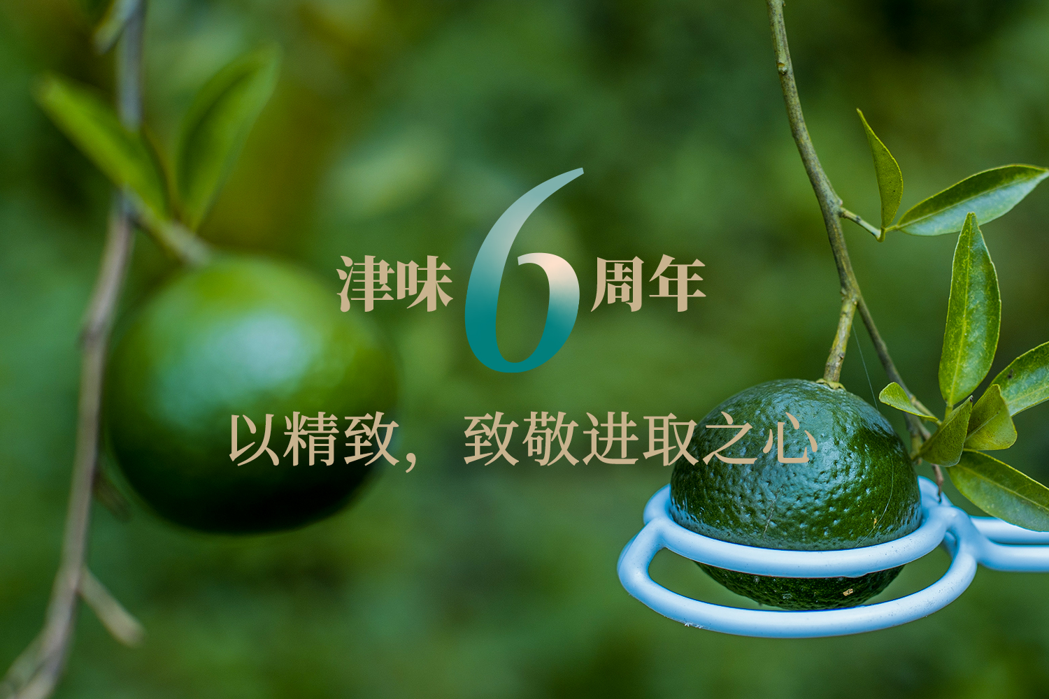 新理念，新高度，津味小青柑6.0消息公布，即将如约而至