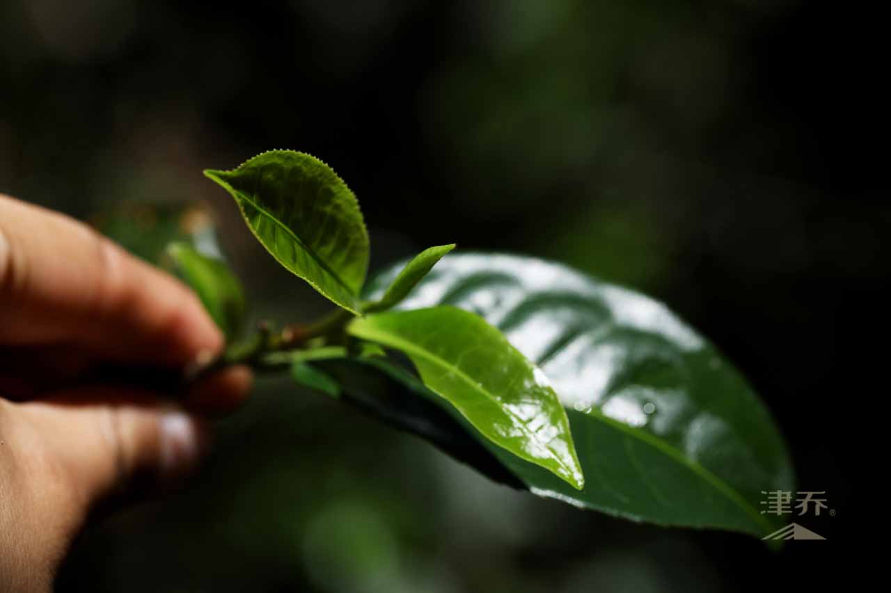 刮风寨不一定有大风，却满是森林野韵和迷人茶香