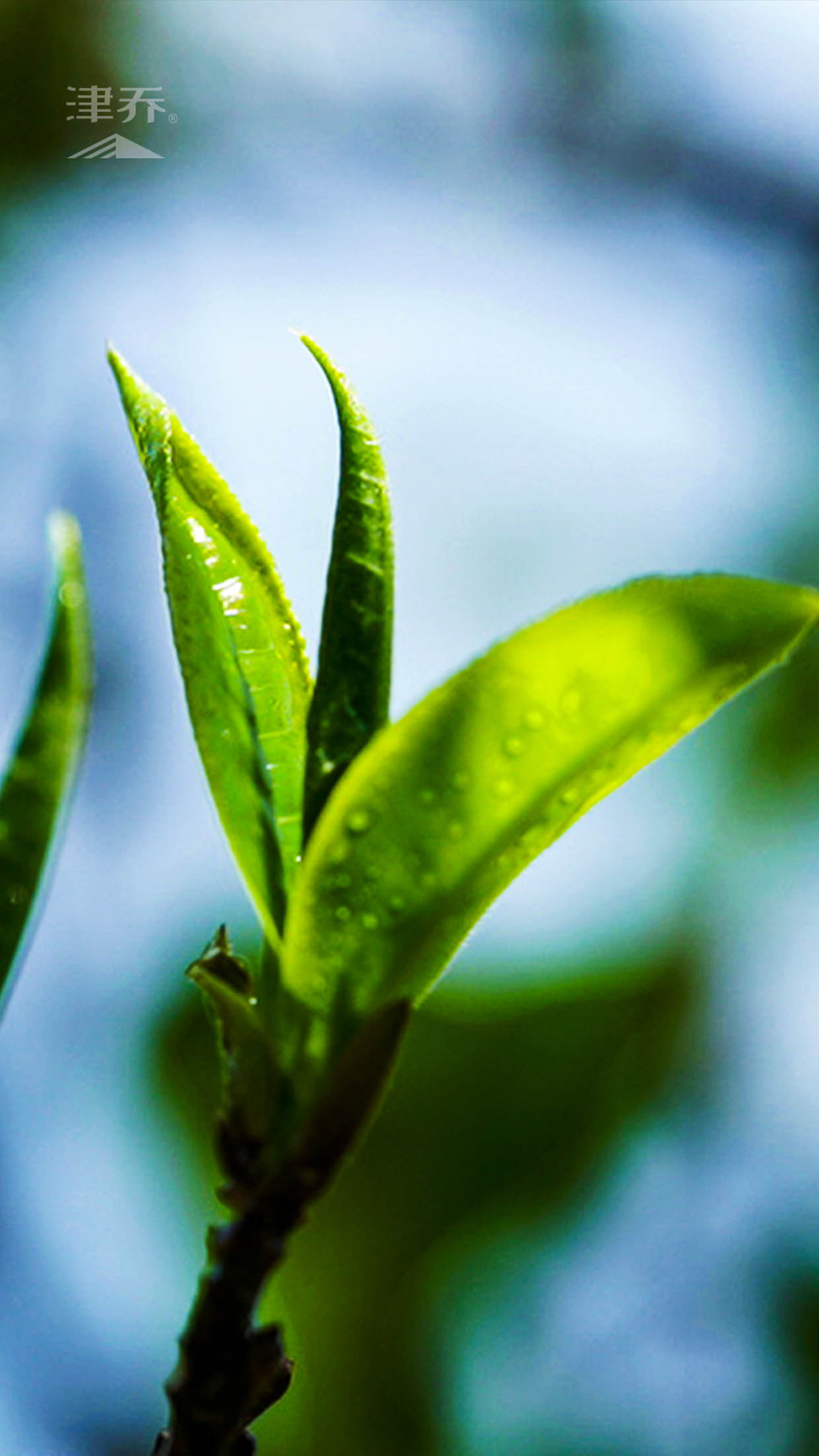 关于普洱茶原料等级划分，一篇全看懂