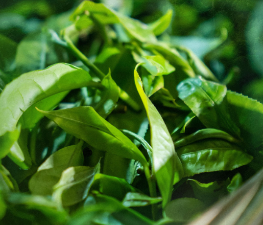 春山在望，茶韵初生，这趟春茶之约怎么赴？